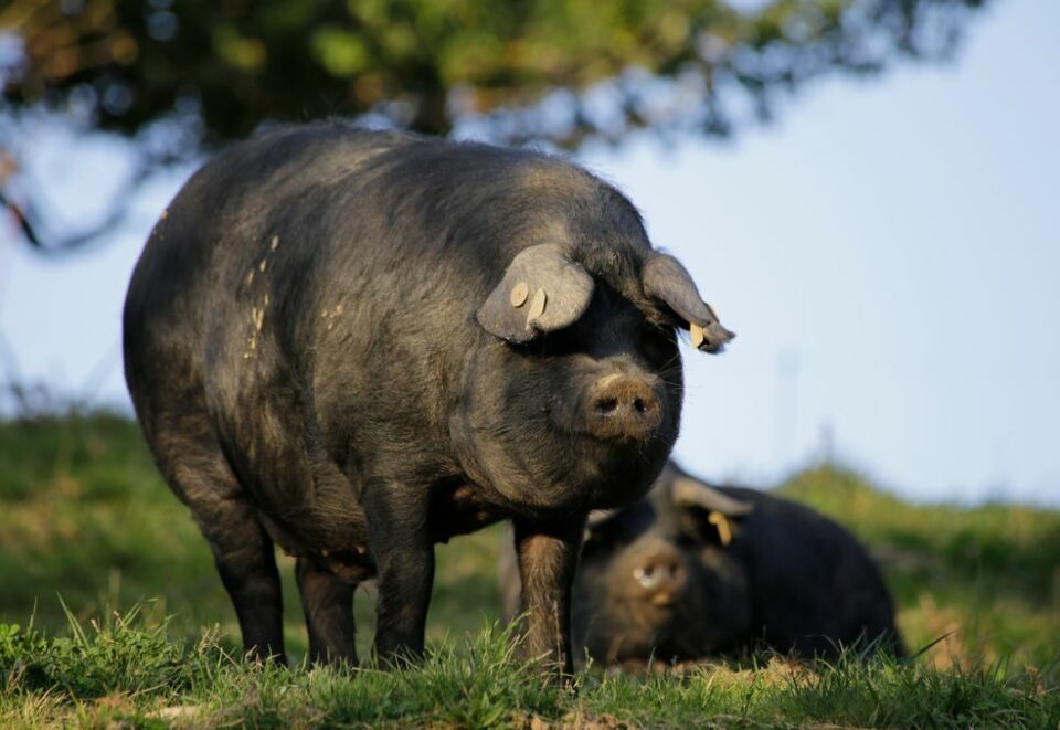 Porc Noir de Bigorre, une race exceptionnelle