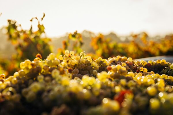 Vendanges en juillet : le vignoble français change de calendrier vendanges